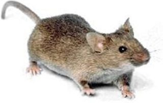 Miševi i pacovi će se plašiti