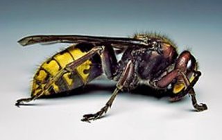 Stršljeni i ose daleko od Vas