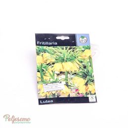 LUKOVICE FRITILLARIA (1).jpg