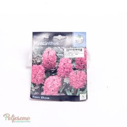 LUKOVICE HYACINTHUS SINGLE (1).jpg
