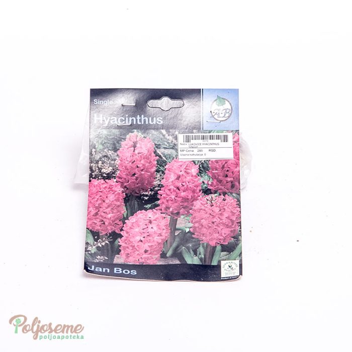 LUKOVICE HYACINTHUS SINGLE (1).jpg