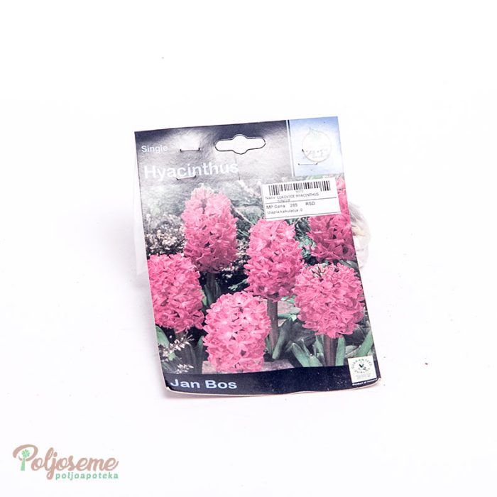 LUKOVICE HYACINTHUS SINGLE (2).jpg