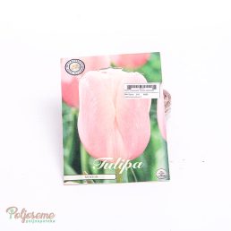 LUKOVICE TULIPA PREMIUM (1).jpg