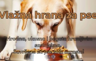vlazna-hrana-za-pse-post-blog