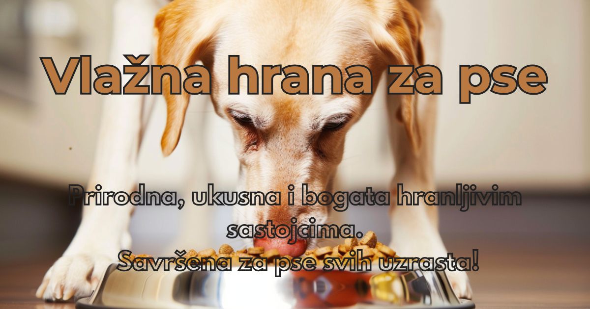vlazna-hrana-za-pse-post-blog