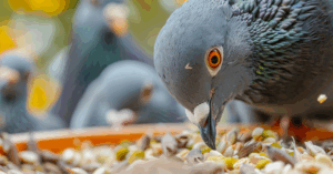 Mladi golubovi jedu izbalansiranu mešavinu kukuruza, pšenice, graška i ječma koja podstiče rast i perje.