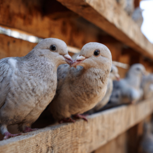 Mladi golubovi jedu iz hranilice u volijeri