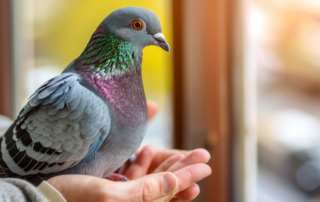 Golubar pažljivo pregleda goluba u svetloj volijeri, proveravajući zdravlje i perje.