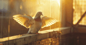 Mladi golubovi raširenih krila na ivici volijere, spremni za prve letove pod jutarnjim suncem.