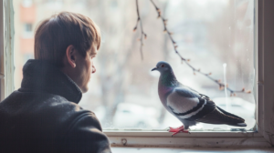 Golub mirno sedi na prečki dok ga vlasnik posmatra i proverava da li pokazuje znakove slabosti.