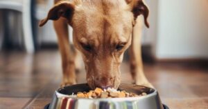 Pas jede hipoalergenu hranu sa lososom, pirinčem i batatom, prikaz pravilne dijete za pse sa alergijama.