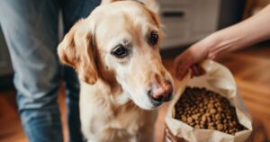 Vlasnik psa čita deklaraciju na kesici hrane u kuhinji, prikaz pažljivog izbora kvalitetne hrane za pse.