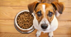 Niskokvalitetna hrana za pse sa kukuruzom, pšenicom i veštačkim bojama u činiji, prikaz loših sastojaka u ishrani.