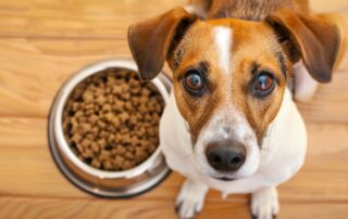 Niskokvalitetna hrana za pse sa kukuruzom, pšenicom i veštačkim bojama u činiji, prikaz loših sastojaka u ishrani.