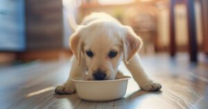 Veselo štene jede granule iz male činije u toplom domu, simbol pravilne i učestale ishrane u ranim mesecima