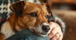 Pas se češe po koži dok ga vlasnik zabrinuto posmatra, prikaz simptoma loše i neodgovarajuće hrane.