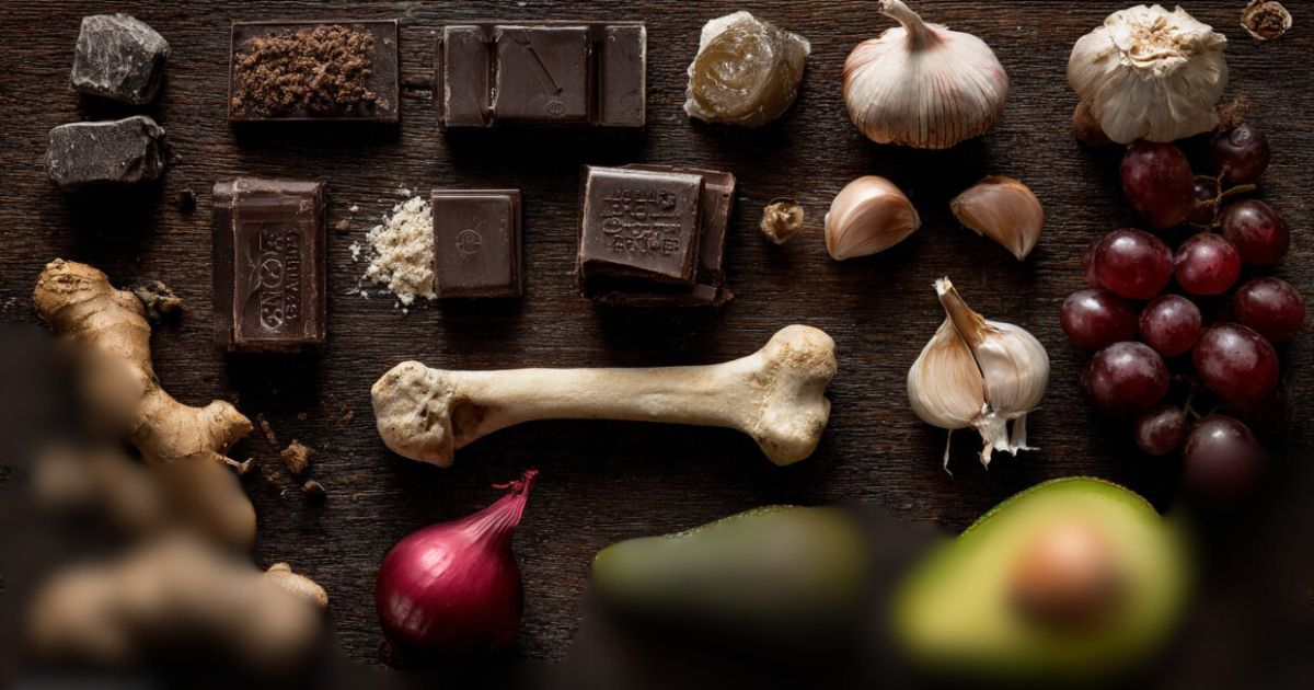 Najopasnija hrana za štence: čokolada, grožđe, luk, avokado, kuvane kosti i drugi štetni sastojci.