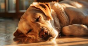 Zdrav i srećan pas sa sjajnom dlakom odmara u toplom domu, simbol dobre ishrane i kvalitetne hrane.