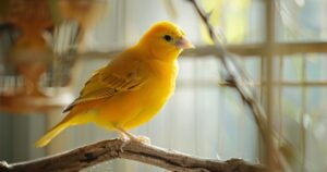 Žuti kanarinac stoji na grančici u toplom, prirodno osvetljenom prostoru.
